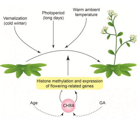 Roles For Chromatin Remodeling 4 In Arabidopsis Floral Transition