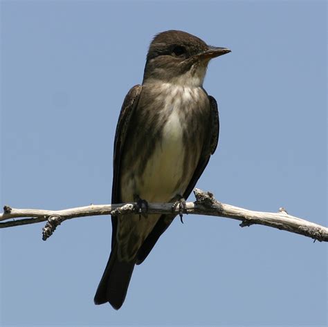 Olive Sided Flycatcher Coniferous Forest