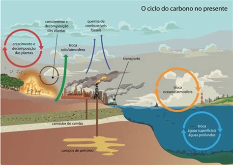 Quais Os Organismos E Processo Relacionados Ao Seqüestro De Carbono