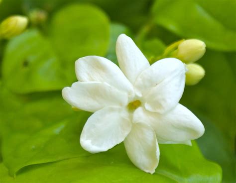 Жасмин самбак (103 фото) » НА ДАЧЕ ФОТО