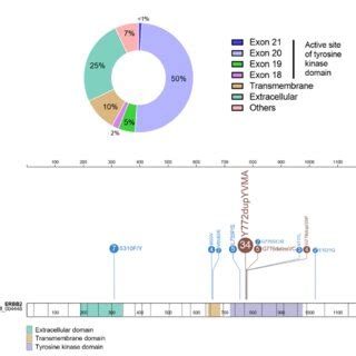 Distribution Of The Most Frequent HER2 Mutations In NSCLC A Plot