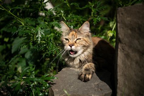 Jadeo En Gatos Causas Y Qu Hacer