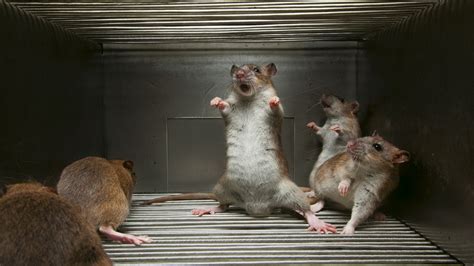 Rats Wallpapers | Fun Animals Wiki, Videos, Pictures, Stories