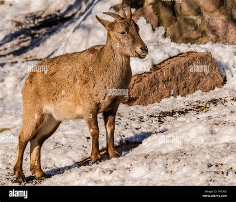 East Caucasian tur or Daghestan tur (Capra caucasica cylindricornis ...