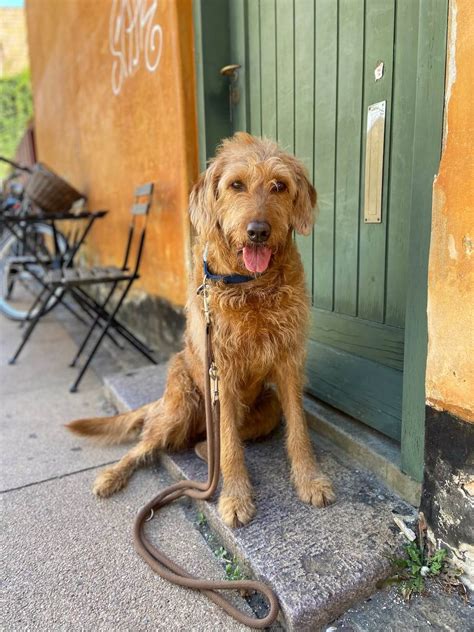 Do Labradoodles With Straight Hair Shed