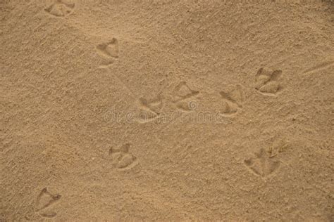 Fotspår Av Australiska Ibisfåglar På Våt Strandsand Arkivfoto Bild Av