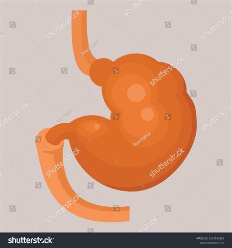 Vector Image Human Intestines Isolated On Stock Vector Royalty Free