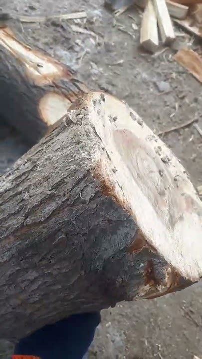 Вашему вниманию представляется чурбан от дерева карагач. - YouTube