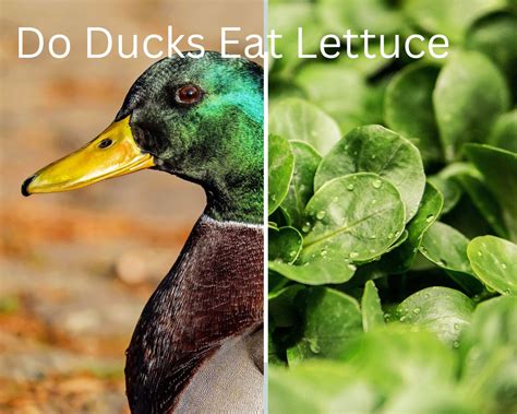 can ducks eat shrimp