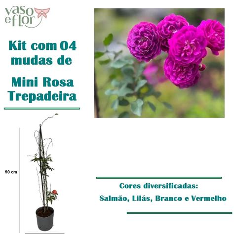 Mudas De Roseiras Trepadeiras - KIT - 04 Mudas de Mini Rosas Trepadeiras com 90 cm