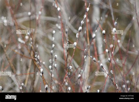Pussy Willow Salix Discolor Catkins Budding In Late Winter Along A Roadside Ditch In South