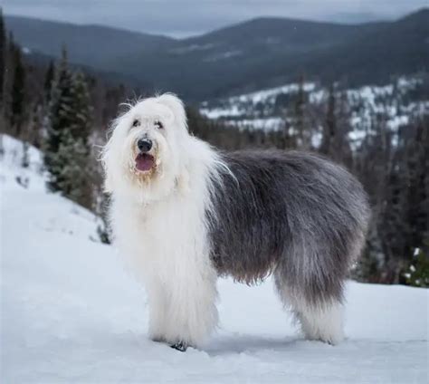 Anaplasmosis in Dogs: Uncovering Another Tick-Borne Threat ...