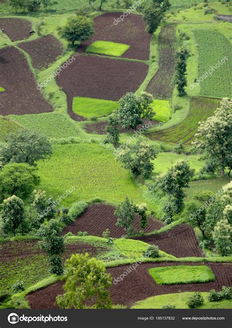 top view agriculture land fields trees stock photo  realityimages