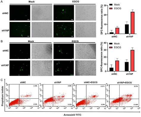 YAP Knockdown Sensitizes Colorectal Cancer Cells To EGCG Partly Through