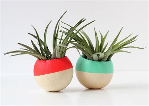 How to Decorate With Air Plants | HGTV