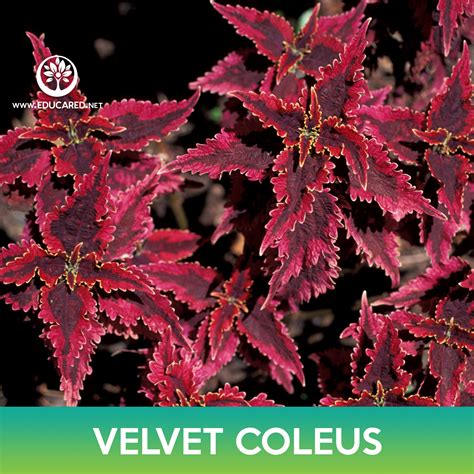 Velvet Coleus Seeds Educared
