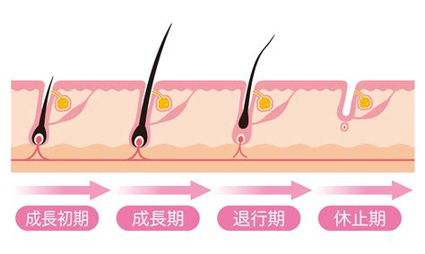 抜け毛や白髪はなぜ起こる髪の毛が生える仕組みや毛周期について 視覚的に増毛が可能なスーパーミリオンヘアー薄毛抜け毛研究所