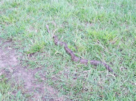 Jiboia de dois metros é capturada em quintal de residência no interior