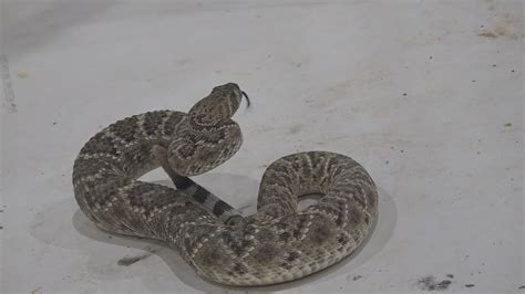 World’s Largest Rattlesnake Roundup aims to control rattlesnake