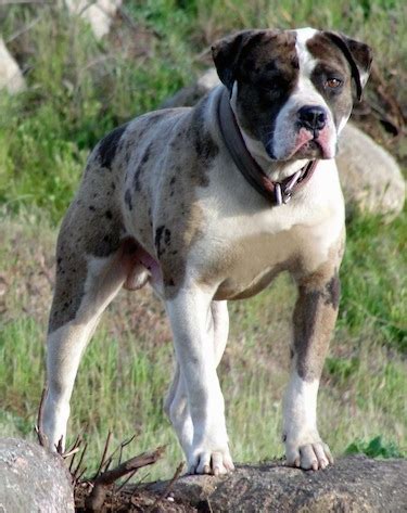 alapaha blue blood bulldog info temperament puppies pictures