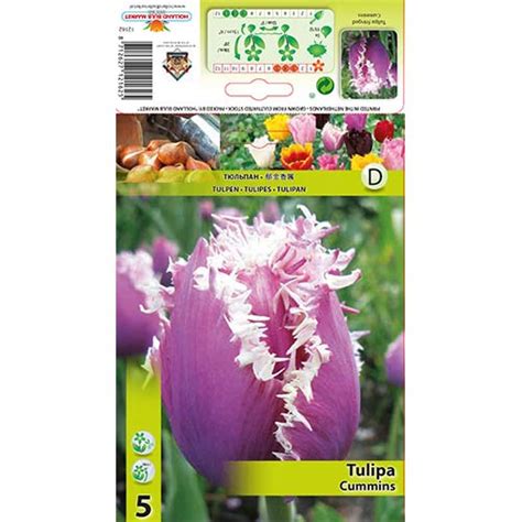 Tulip Cummins 70291 Sibulad Osta Soodsamalt GradinaMax Ee