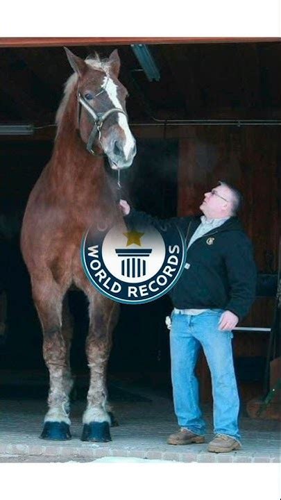 World S Biggest Horses உலகின் மிகப்பெரிய குதிரைகள்2k Farming