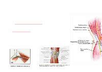 PDF Anatomia Nervio Safeno Y Geniculares Rodilla DOKUMEN TIPS