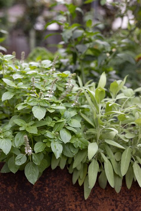 Basil Seeds Tree at Rae Johnson blog