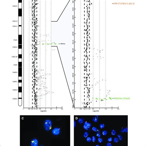 Schematic overview of HER2/neu gene amplification. A, genomic profile ...