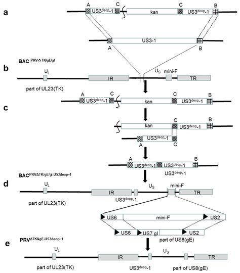 Vaccines Free Full Text A Novel Strategy Of Us3 Codon De Optimization For Construction Of An