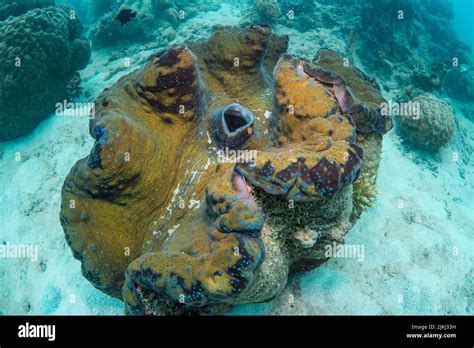 Beautiful And Colorful Coral Reef Photos Taken Under Water At The Great