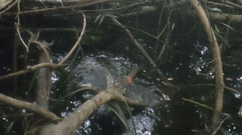 Mancing Di Tempat Yang Belum Terjamah Manusia Rawa Asli Hutan