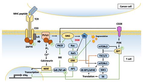 Ijms Free Full Text Beyond Lipid Signaling Pleiotropic Effects Of