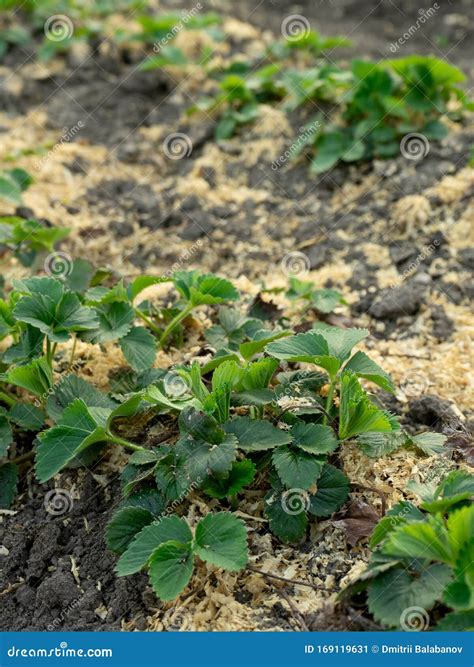 Bush of Strawberry with Mulch. Close-Up. Agriculture Stock Image