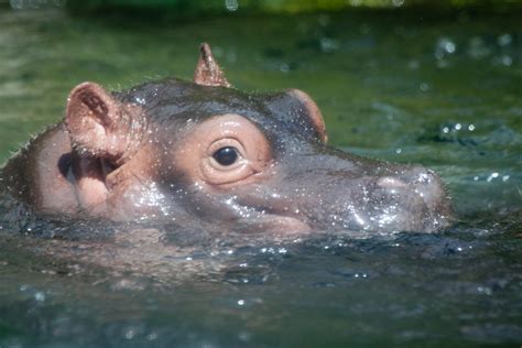 Baby Hippo | Baby Hippo swimming at the San Diego Zoo. Taken… | Flickr