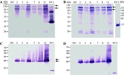 Western Blot Analysis Of The CTB CEDIII Fusion Protein The CTB CEDIII