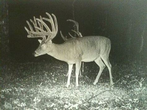 The Internet's Top 8 Deer Trail Camera Pictures | Whitetail deer ...