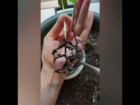 Хурма из косточки... проверим 🙃 - YouTube