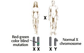 Sex Linked Inheritance Problem Set
