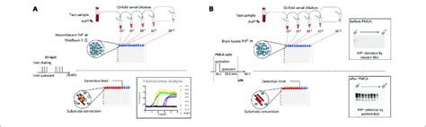 Scheme Summarizing The Principles Of The Rt Quic And Pmca Assays A