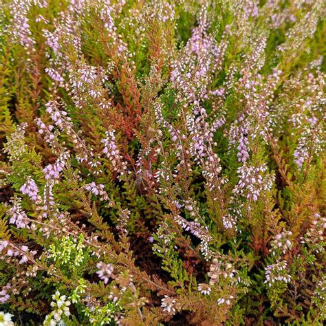 Bruyères Calluna Vulgaris Spring Torch Callune Bruyère Commune En