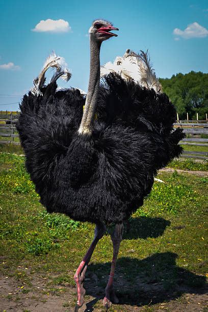 120 Ostrich Dance Stock Photos Pictures And Royalty Free Images Istock