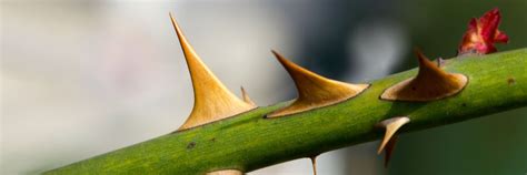 What's the Thorn in Your Flesh? | Catholic Answers Magazine