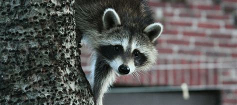 Do Raccoons Attack? What You Need to Know