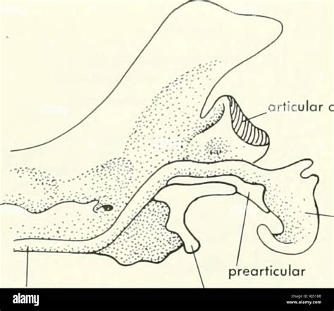 Opossum Bones Hi Res Stock Photography And Images Alamy