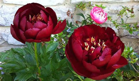 Пион Бакай Белле Фото И Описание – Telegraph