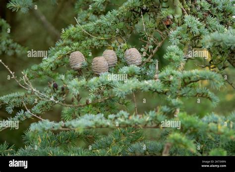 Blue Atlas Cedar Fir Tree With Fir Cones Stock Photo Alamy