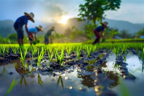 farmers planting rice  paddy field rural farmers working