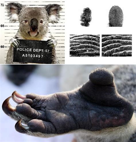 Koalas fingerprints are almost identical to human ones, even forensic ...