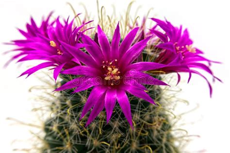 The Deep Purple Flowers on the Top of the Cactus Stock Image - Image of ...